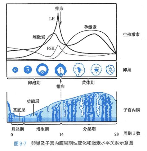 hcg6.5但没有怀孕