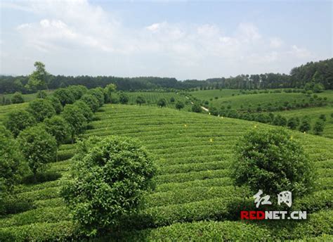 贵州的茶叶卖在哪里,贵阳茶叶基地茶韵飘香