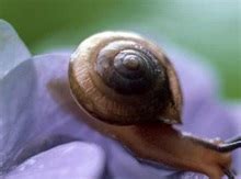 蜗牛为什么上市受阻,为什么香飘飘和六个核桃