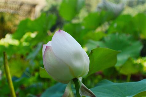 木莲花花语,形态,详细资料及图