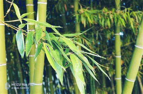 求好看的竹子的图片