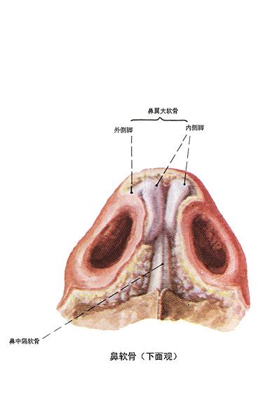 鼻软骨发育完全在几岁