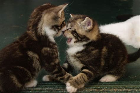 小猫咪又淘有爱咬东西怎么办,猫咪咬东西怎么办