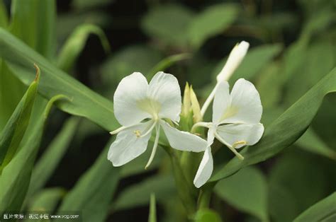 姜花是什么花?它的花语是什么?