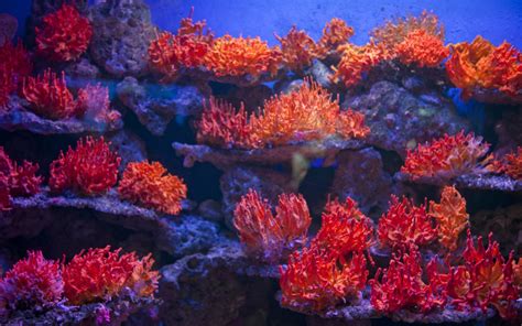 珊瑚是什么样的 图片,石珊瑚的生长过程是怎么样的
