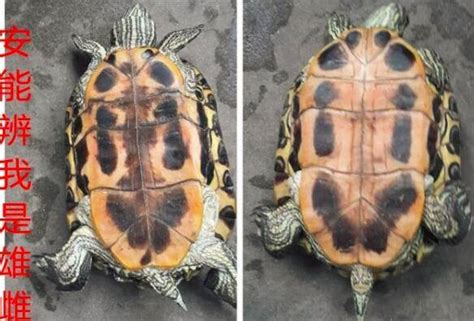 巴西龟如何分辨公母,怎么鉴别公母巴西龟