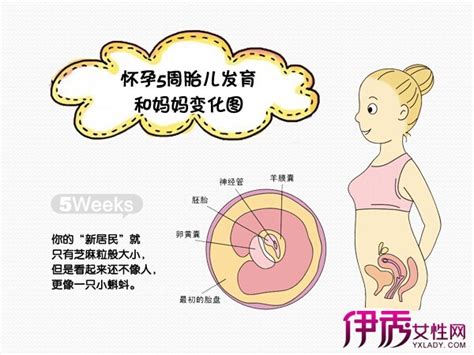 胎儿发育详细过程图