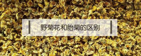 菊花和决明子泡茶有什么功效,决明子和菊花一起泡茶有什么功效