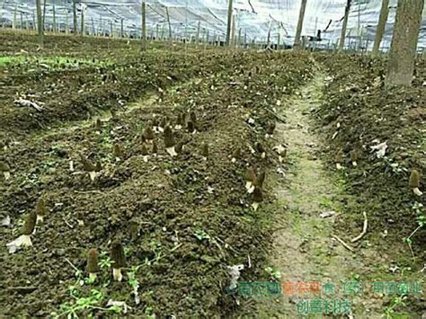 人工松茸菌食用方法,松茸菌人工种植技术