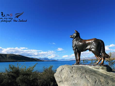 游览新西兰特卡波湖岸边的好牧羊人教堂，以牧羊犬的雕塑而命名
