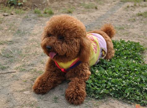 什么是牧迪犬,宠物牧迪犬的习性特征与喂养等介绍