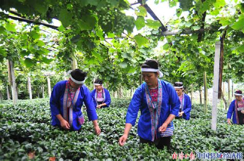 如何发展当地的茶叶,中国茶业自媒体发展