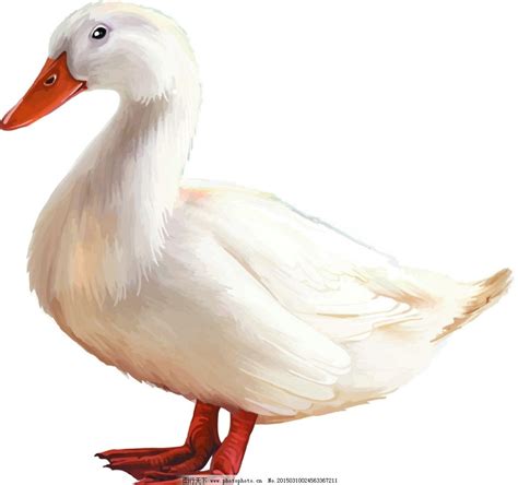 鸭子是什么进化来的,鸭是什么进化来的