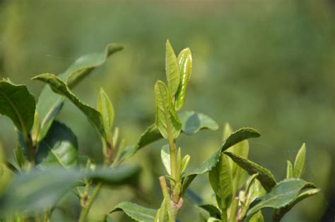 古人卢仝连吃七碗茶,卢仝是茶叶界的什么人