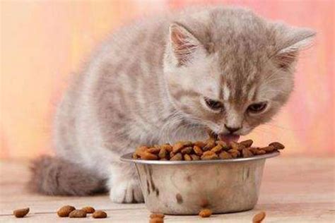 为啥猫咪见到面包就走不动道,猫粮吃不动为什么