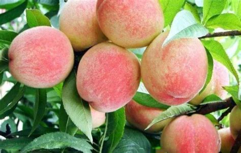 水蜜桃树在开花期能喷施磷酸二氢钾吗