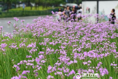 紫娇花是什么品种?