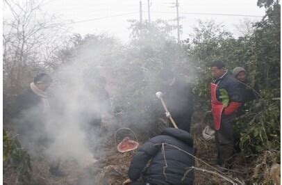 滇红有烟熏味道怎么办,老是闻到烤红薯的味道