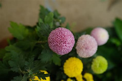 多头小菊(小翠菊)乒乓菊是怎样种植的