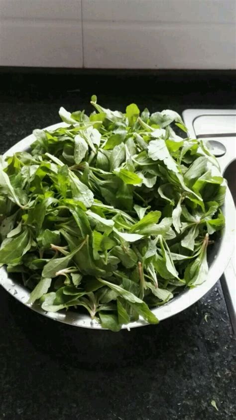 马兰菜有毒吗