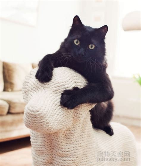 猫在沙发撒尿是什么原因,猫为什么上沙发撒尿