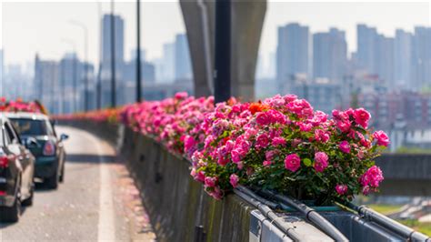 杭州市哪有花卉基地