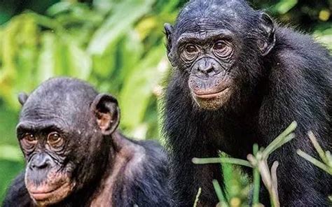 猿猴到人进化多长时间,黑猩猩进化人类多久
