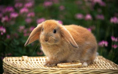 兔子能散养吗?