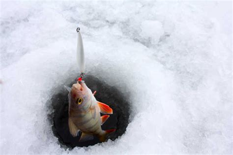 荷塘湖邊釣魚怎么釣,冬季串鉤釣鯽魚技巧