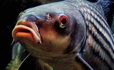 桂魚是海魚還是河魚