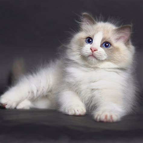 布偶猫的价格是多少一只,一只纯种布偶猫的价格多少钱