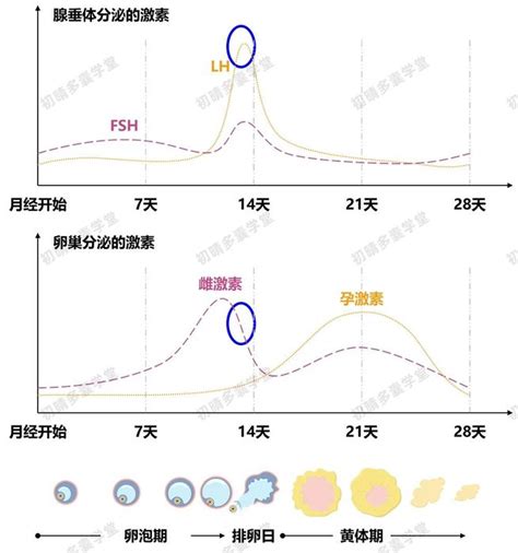 卵泡期 排卵期 黄体期分别是什么时间