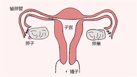 排卵30小时后怀孕几率