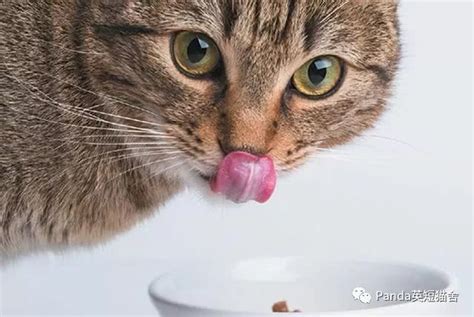 貓咪兩天不吃飯怎么辦,如果貓貓不吃飯怎么辦