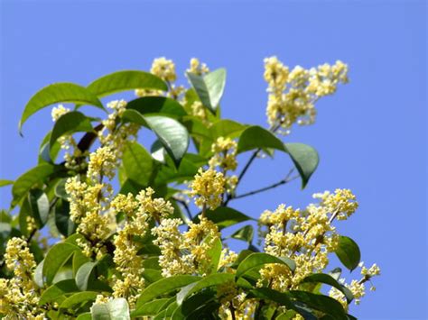 学校门口的桂花树-植物作文350字（摘抄9篇）