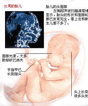 怀孕六个月左右胎儿图片