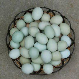 乌鸡蛋的作用和效果怎么样,今日乌鸡蛋多少钱一个