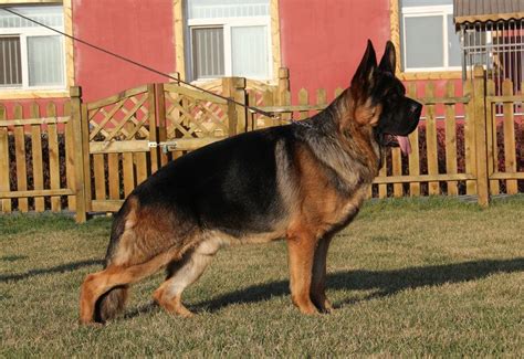 德国黑背名犬叫什么,最给力的狗狗德国黑背牧羊犬