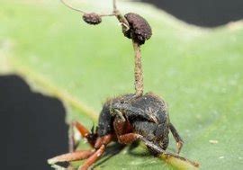 僵尸蚂蚁会在哪里,会吃人并感染人类吗