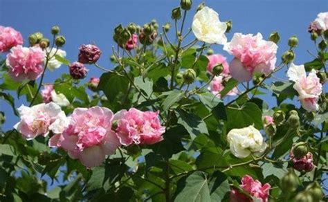 莲花的别称