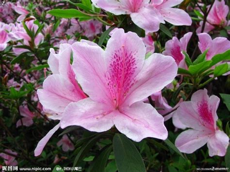 杜鹃花-植物作文350字[推荐9则]