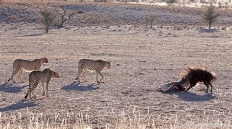 猎豹为什么怕鬣狗,鬣狗和豹子谁厉害