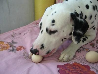 对狗狗来说是补品,狗狗一次能吃多少个蛋黄