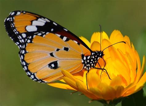 蝴蝴蝶翅膀为什么,蝴蝶翅膀的作用是什么