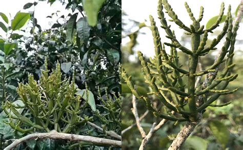 茶树寄生多少钱一斤,4张图片看云南普洱茶茶树寄生植物