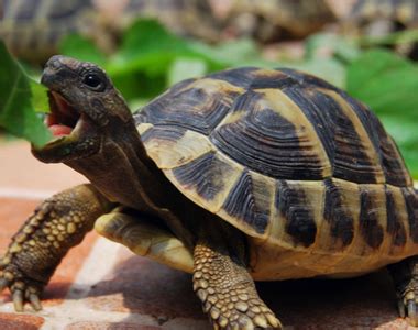 陆龟中最适合新手入坑的一种,赫曼陆龟多少钱一厘米