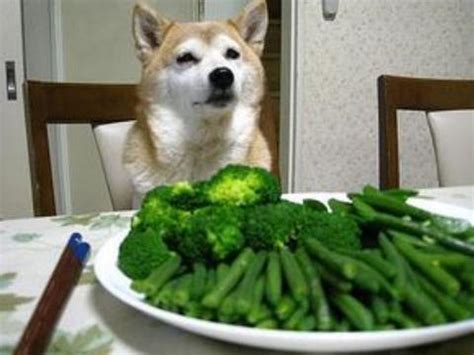 宠物狗是否必须吃蔬菜,狗吃蔬菜比例多少