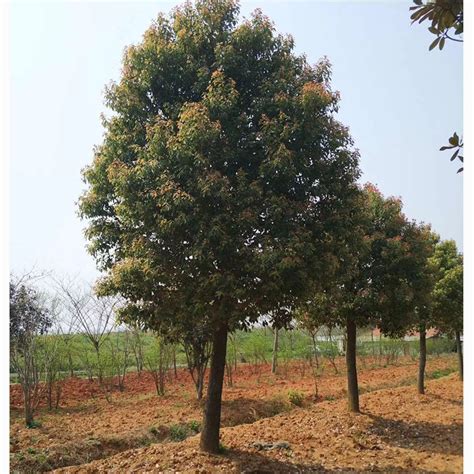 香樟树之谜-说明文作文550字（共计4篇）