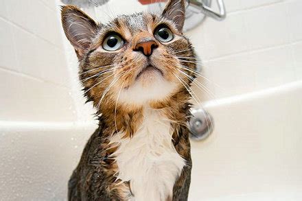 猫咪为什么怕水,猫为什么怕水视频下载