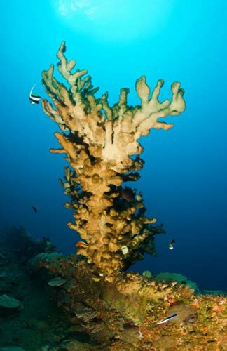 养起珊瑚来事半功倍,海珊瑚怎么做来吃法